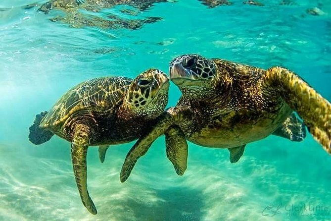 snorkel-swim-with-the-turtles-experience