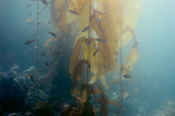 snorkel-tour-at-magic-island