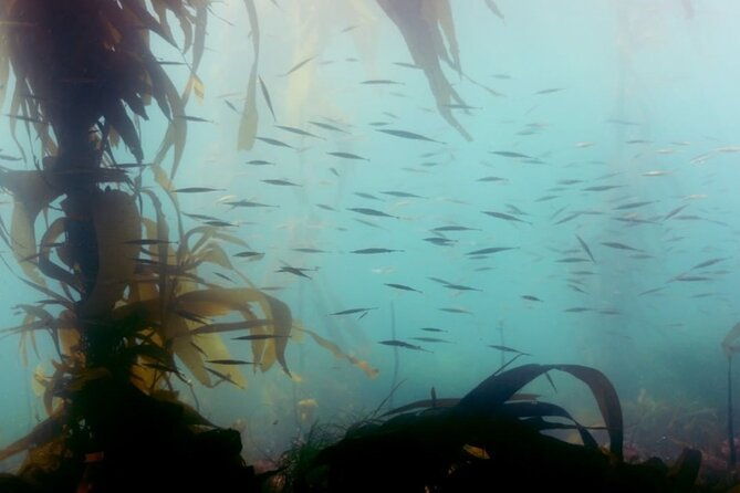 snorkel-tour-at-magic-island
