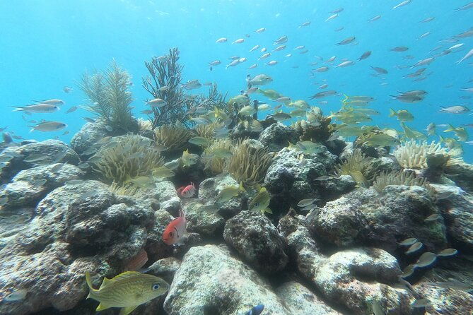 snorkel-tour-in-curacao