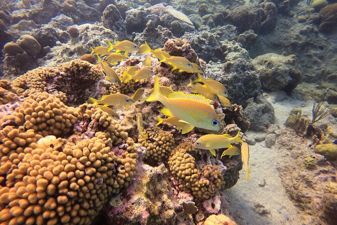snorkel-tour-in-curacao