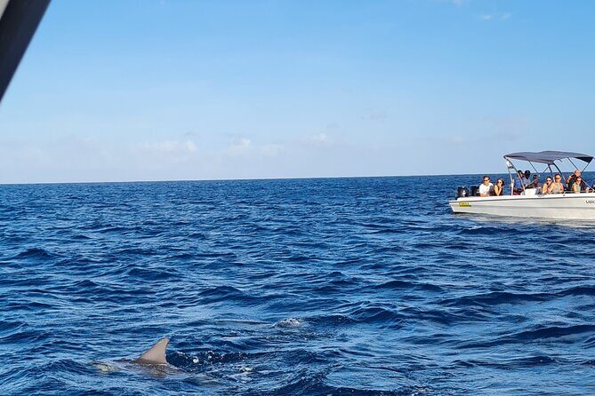 Snorkel with Dolphins, Lunch on Benitiers island, Speedboat - Introduction to the Tour Experience