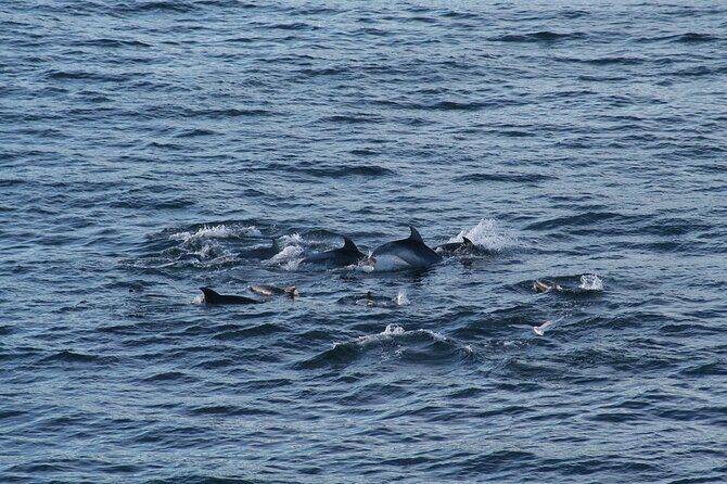 Snorkel with Dolphins, Lunch on Benitiers island, Speedboat - The Final Verdict