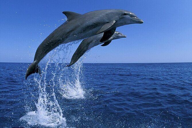Snorkel with Dolphins, Lunch on Benitiers island, Speedboat - FAQs