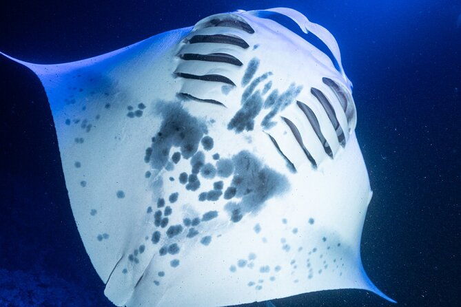 snorkel-with-giant-manta-rays-in-kailua-kona-2