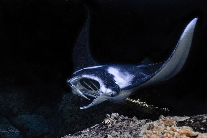 snorkel-with-giant-manta-rays-in-kailua-kona