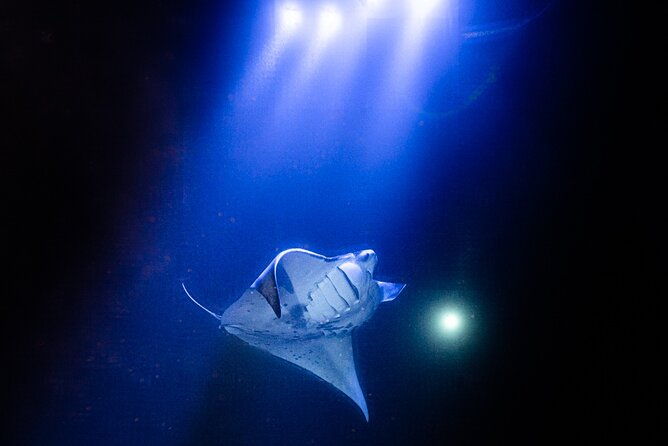 snorkel-with-giant-manta-rays-in-kailua-kona