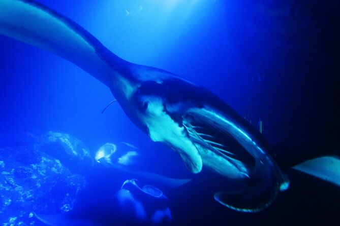 snorkel-with-giant-manta-rays-in-kailua-kona