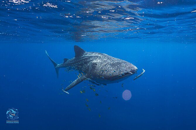 Snorkel with Giants at Ningaloo Reef - The Experience: What You Can Expect