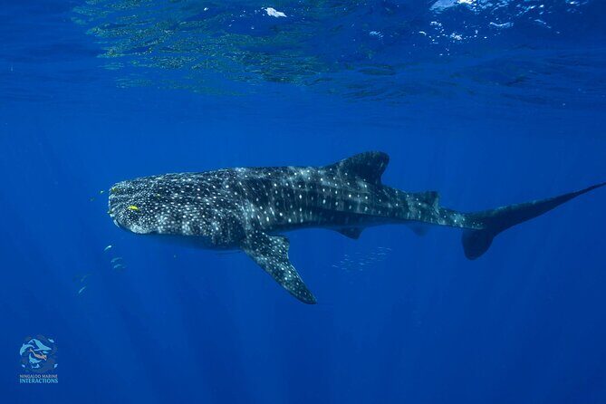 Snorkel with Giants at Ningaloo Reef - Pricing and Value