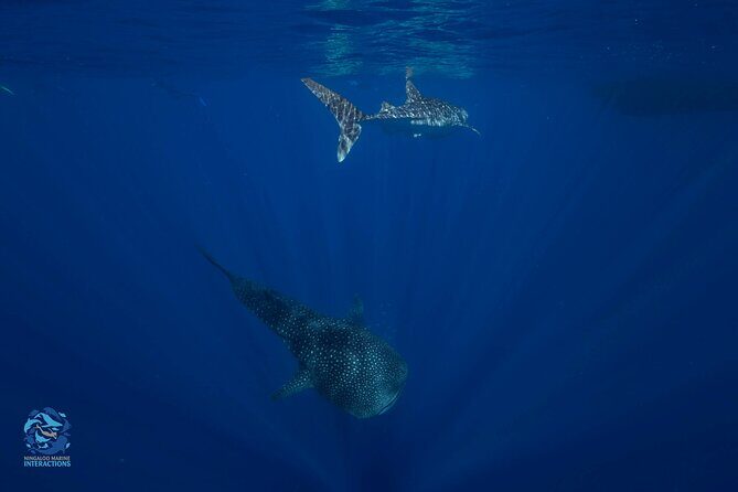 Snorkel with Giants at Ningaloo Reef - The Sum Up
