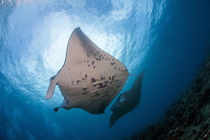 snorkel-with-manta-rays-guaranteed