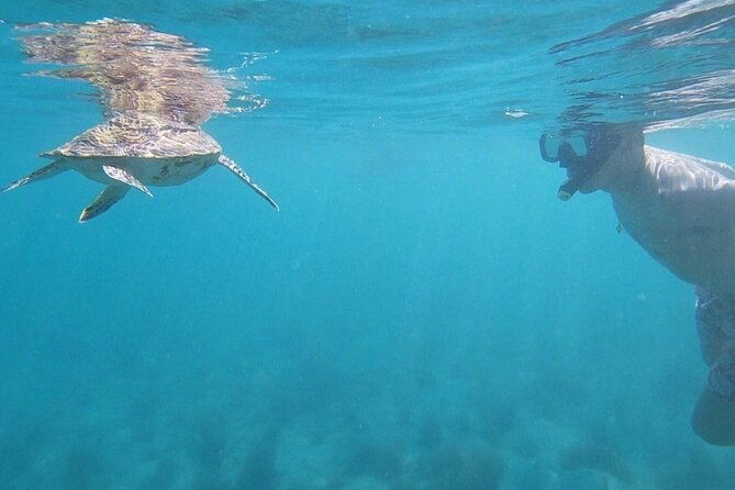 snorkel-with-sea-turtles