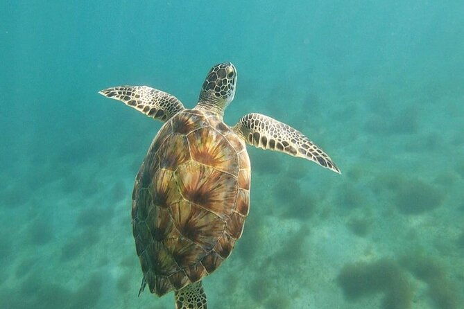 snorkel-with-sea-turtles