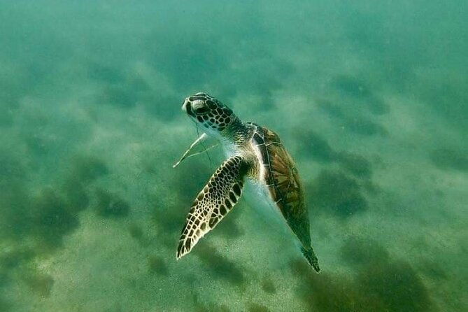 snorkel-with-sea-turtles