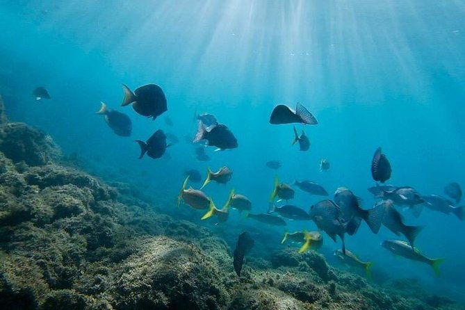 snorkel-with-sea-turtles