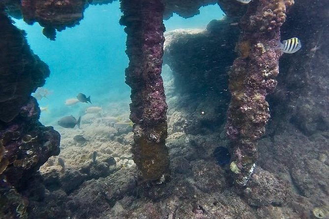 snorkel-with-sea-turtles