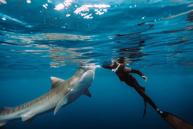 snorkel-with-sharks-on-the-north-shore-of-oahu