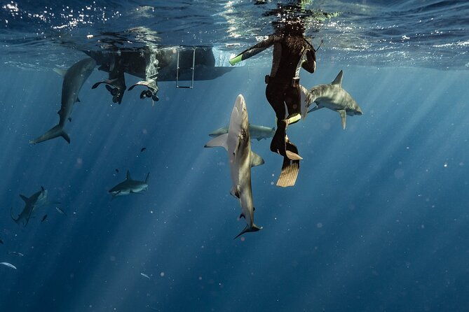 snorkel-with-sharks-on-the-north-shore-of-oahu