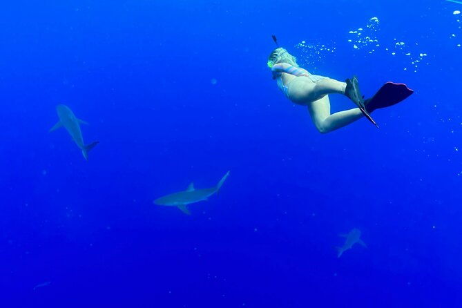 snorkel-with-sharks-on-the-north-shore-of-oahu