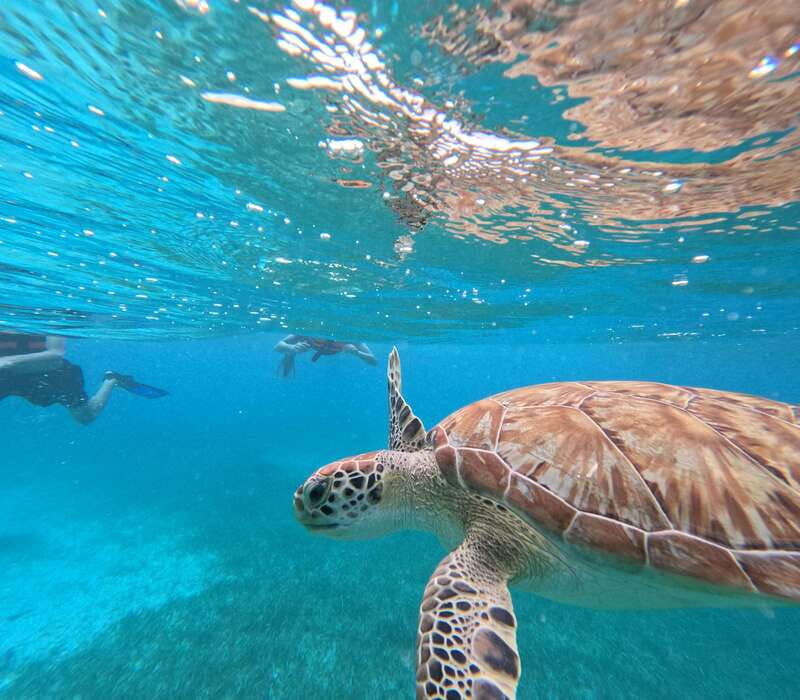 snorkel-with-tropical-fish-reefs-and-in-search-of-turtles