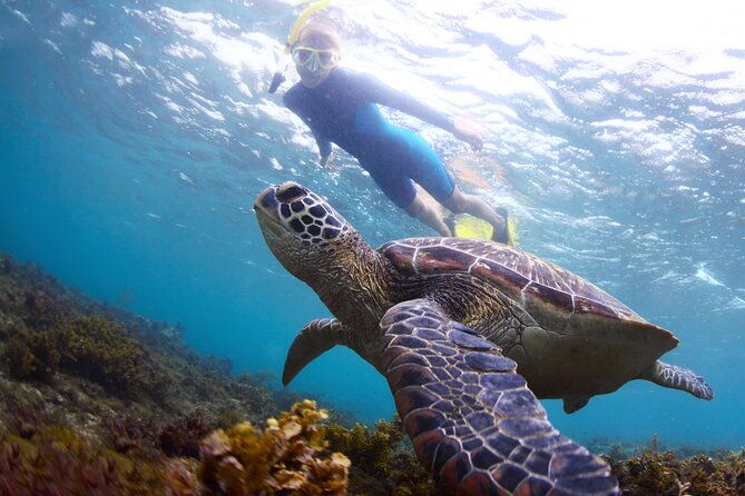 snorkel-with-turtles