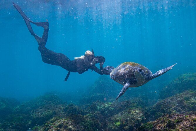 Snorkel with Turtles Gold Coast - A Detailed Look at the Gold Coast Snorkel with Turtles Experience