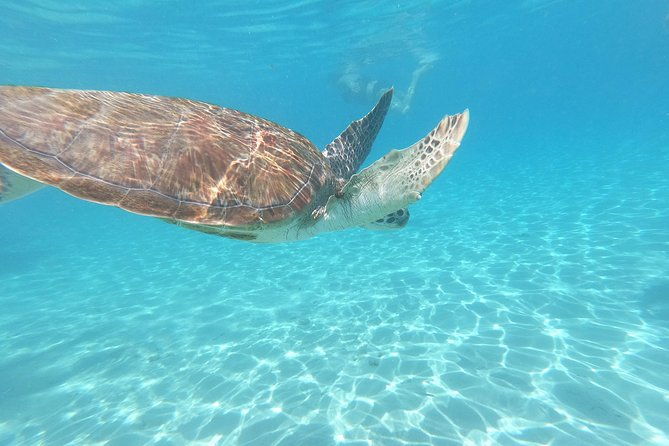 snorkel-with-turtles-kenepa-grandi-beach-nr-1-island-day-trip
