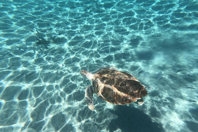 snorkel-with-turtles-kenepa-grandi-beach-nr-1-island-day-trip