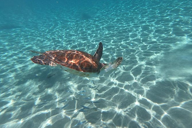 snorkel-with-turtles-kenepa-grandi-beach-nr-1-island-day-trip