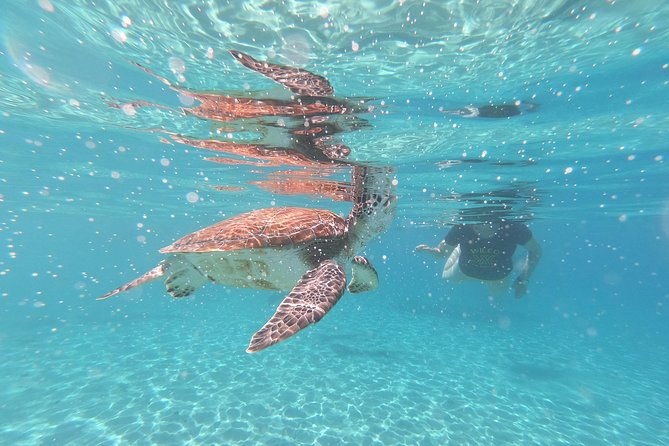 snorkel-with-turtles-kenepa-grandi-beach-nr-1-island-day-trip
