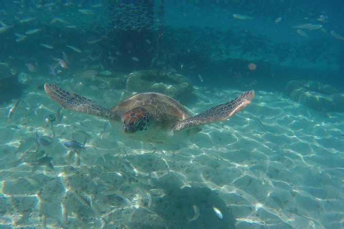 snorkel-with-turtles-kenepa-grandi-beach-nr-1-island-day-trip