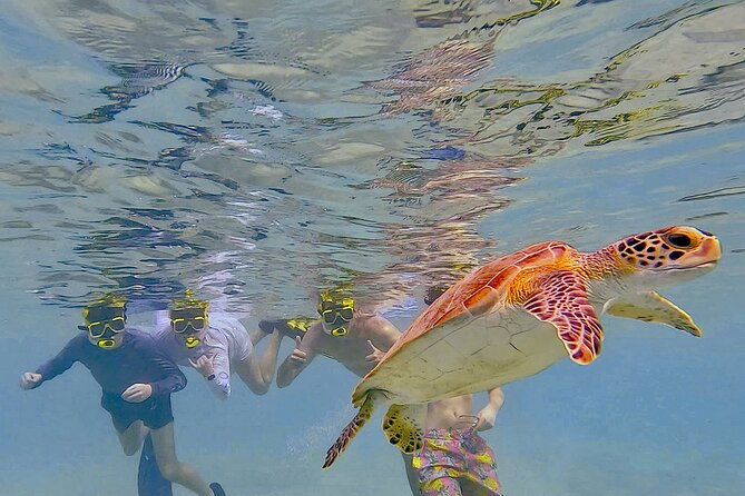 snorkel-with-turtles-see-the-flamingos
