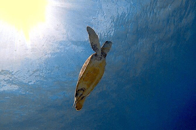 snorkel-with-turtles-see-the-flamingos
