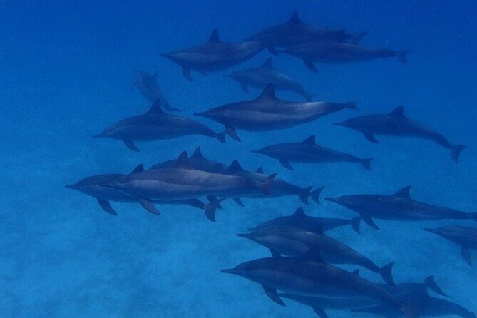 Snorkeling Adventure at Dolphin House Reef & Transfers-Marsa Alam - An In-Depth Look at the Tour