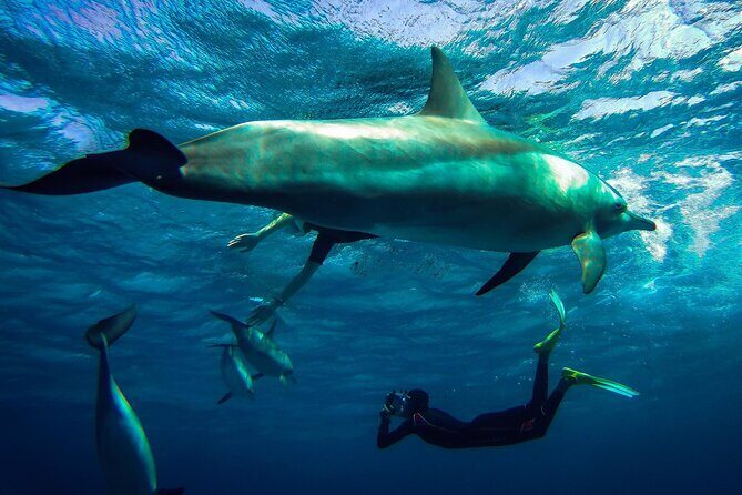 Snorkeling Adventure at Dolphin House Reef & Transfers-Marsa Alam - Who Should Consider This Tour?