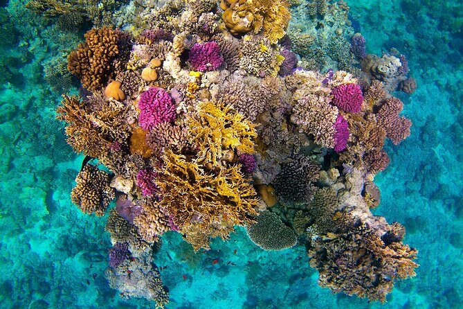 Snorkeling Adventure at Dolphin House Reef & Transfers-Marsa Alam - Practical Tips for Your Trip