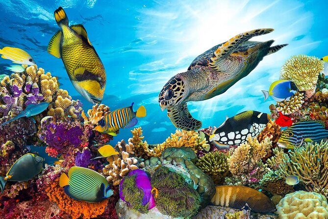 Snorkeling Adventure at Dolphin House Reef & Transfers-Marsa Alam - FAQ