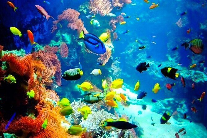 Snorkeling Adventure at Dolphin House Reef & Transfers-Marsa Alam - Final Thoughts