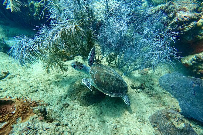 snorkeling-adventure-in-aguadilla