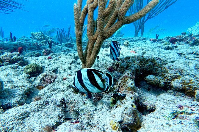 snorkeling-adventure-in-aguadilla