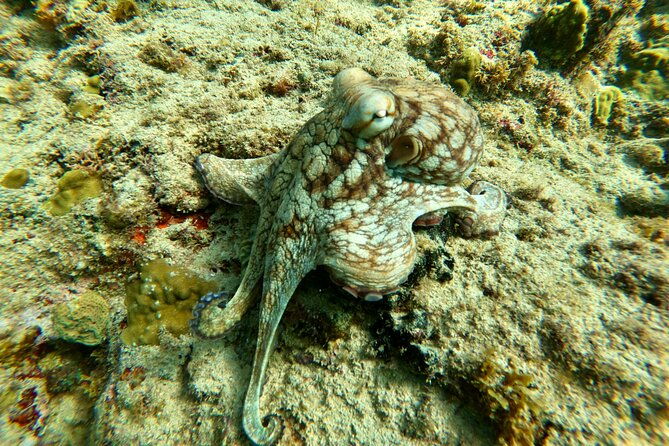 snorkeling-adventure-in-aguadilla