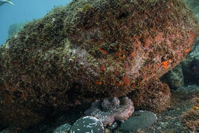 snorkeling-adventure-in-the-funchal-eco-park