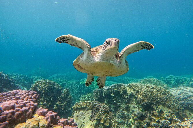Snorkeling Adventure to Daymaniat Islands - Authentic Experiences and Real Deal Reviews