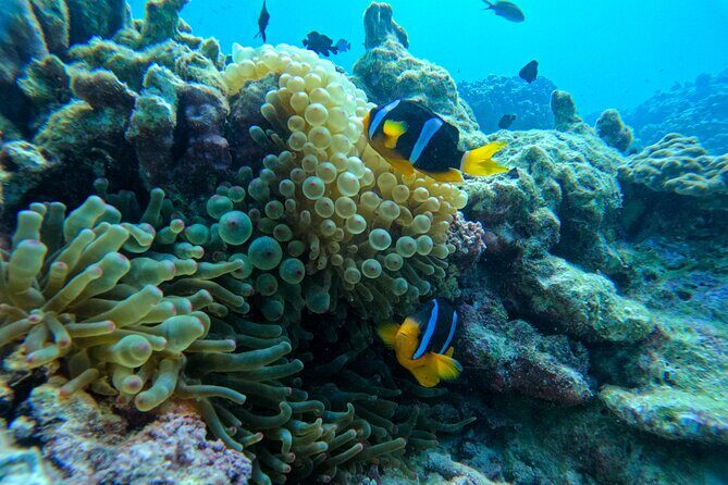Snorkeling Adventure to Daymaniat Islands - FAQs
