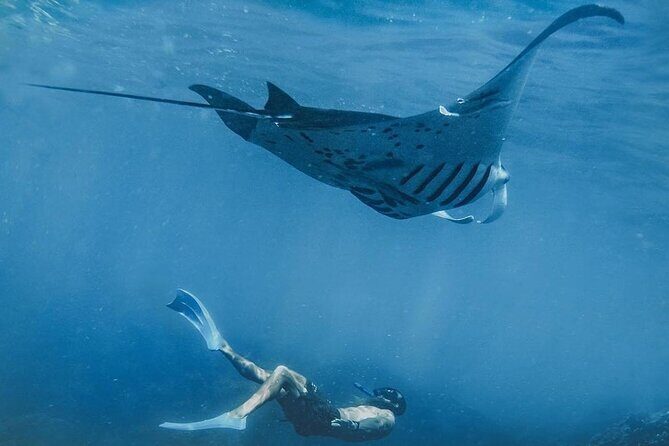 Snorkeling adventure to the manta ray habitat in Nusa Penida - Key Points