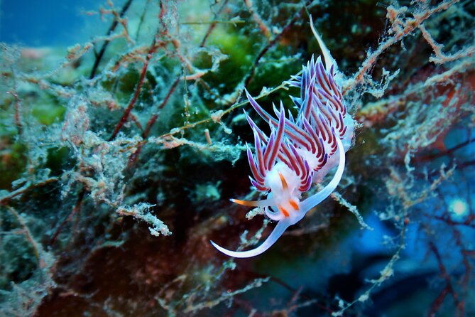 snorkeling-adventure-trip