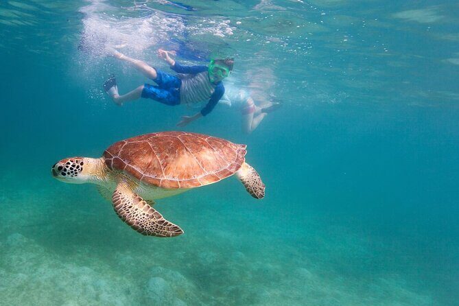 Snorkeling and Boat Tour in a Turtle Area - FAQ