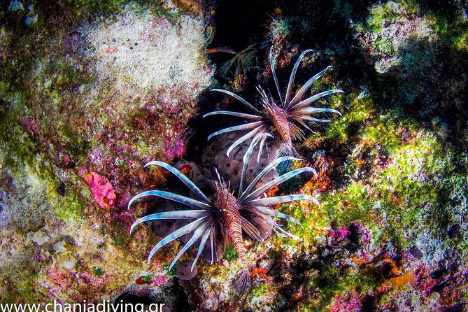 snorkeling-and-boat-trip-in-crete-with-free-certification