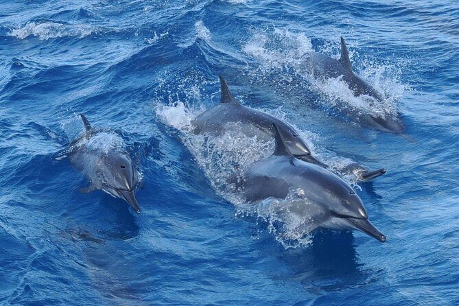 Snorkeling and Dolphin Watching with Lunch Package - FAQ